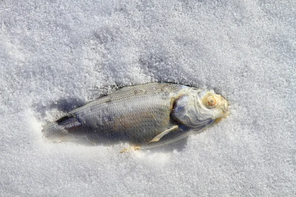 Fish frozen in ice covered lake