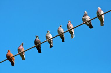 Birds sitting on the wire. clipart