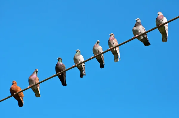 Птахи сидять на дроті . — стокове фото