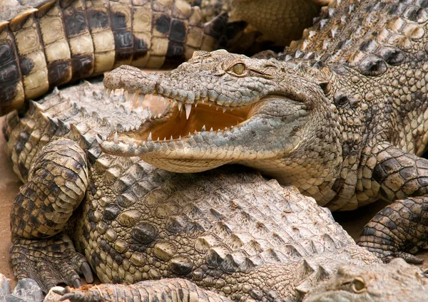 Krokodyl nilowy. — Zdjęcie stockowe
