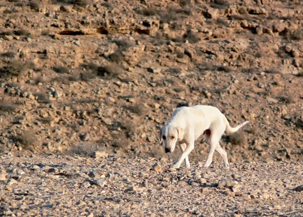 stock image A lonely dog.