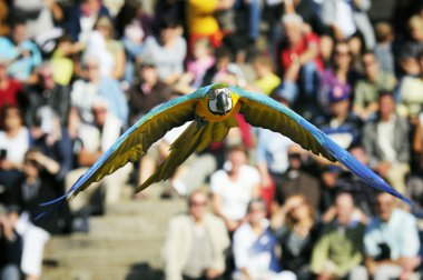 Blue-and-yellow macaw clipart