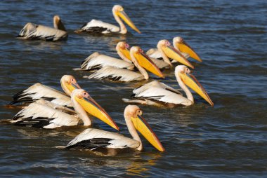 Pelicans clipart