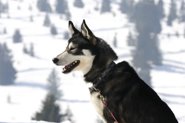 Bonito perro nórdico en la nieve — Foto de Stock
