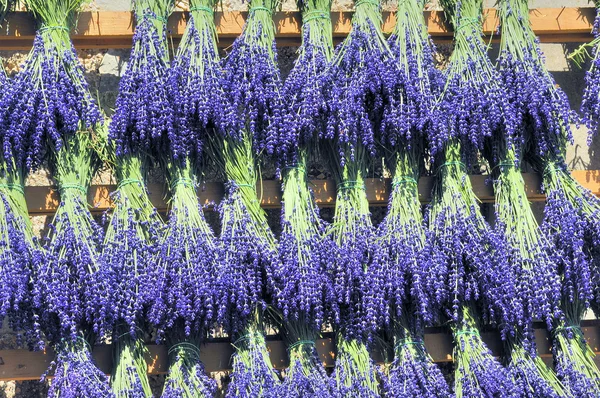 stock image Lavender