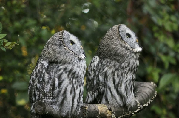 Stock image Two owls