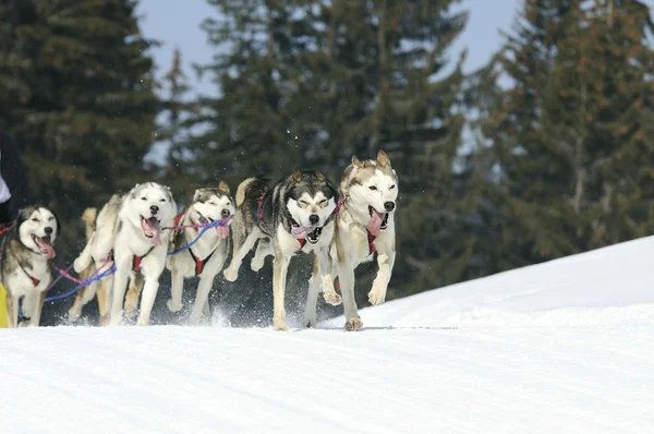 Sprawny psy w góry — Zdjęcie stockowe