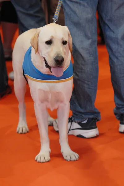 stock image Seeing eye dog