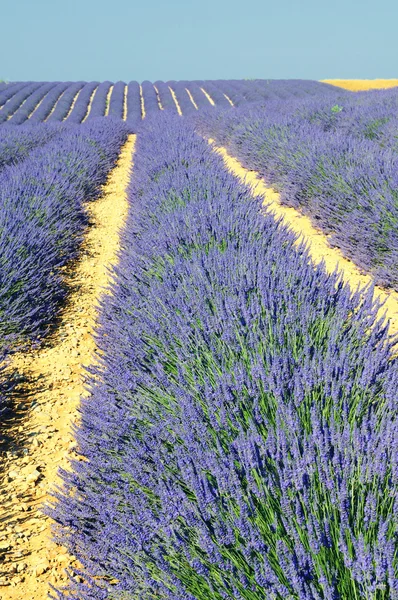 Lavendel in der Landschaft — Stockfoto