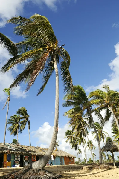 多米尼加共和国Punta Cana — 图库照片