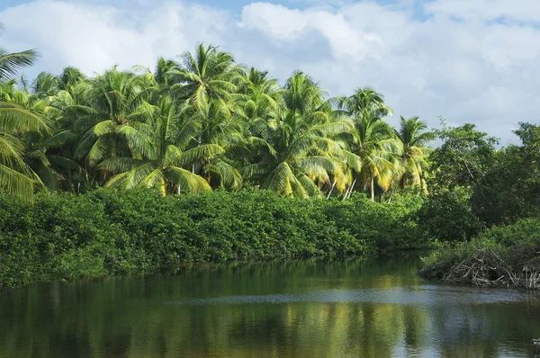Tropik bir ormanda temizlenmesi — Stok fotoğraf