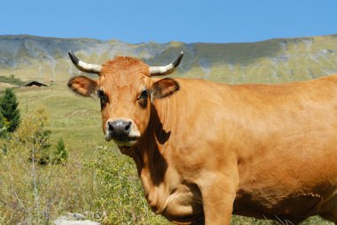 Alpine cow clipart