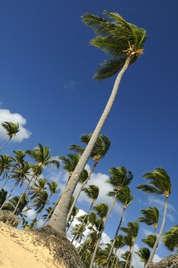 Coconut Palms arranged on a random order against the blue sky clipart