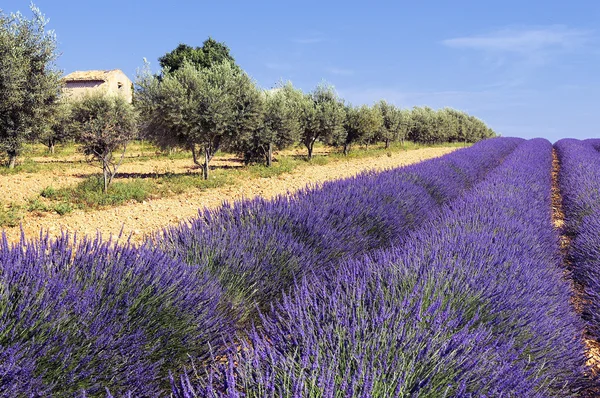 Afbeelding Toont Een Lavendel Veld Regio Van Provence Zuid Frankrijk — Stockfoto