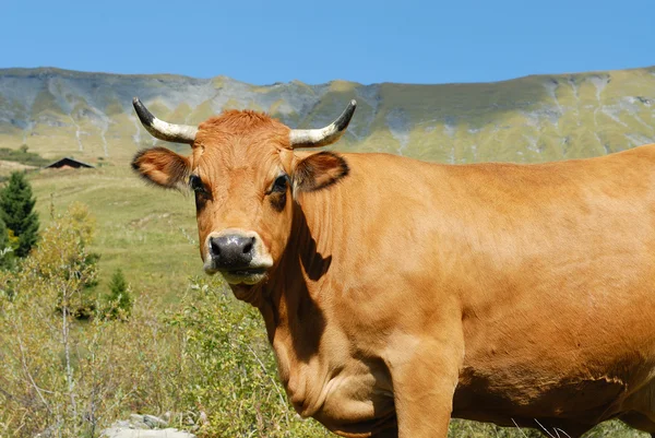 Vaca alpina — Fotografia de Stock