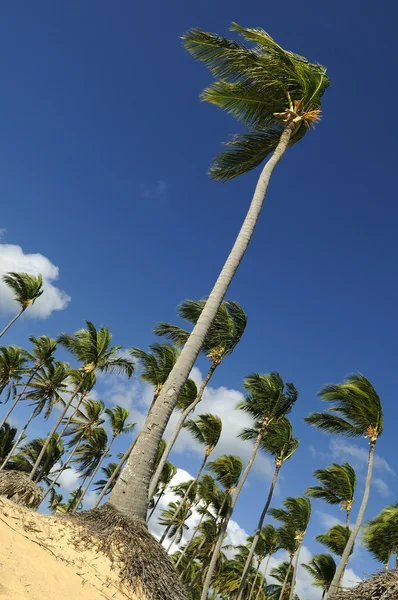 Kokospalmen Gerangschikt Een Willekeurige Volgorde Tegen Blauwe Hemel — Stockfoto