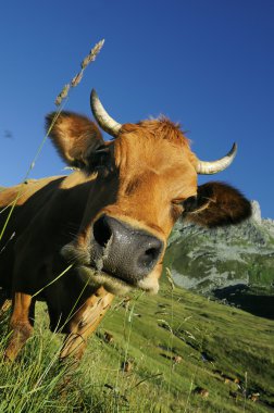 Alpine cow clipart