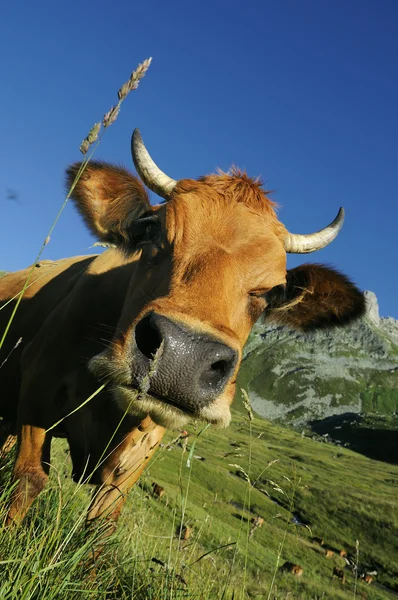Vacca alpina — Foto Stock