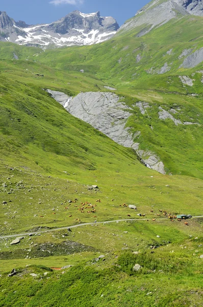 Pastures of the French Alps — Stock Photo, Image
