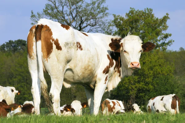 Vacas Leiteiras Pretas Brancas Pasto Verde — Fotografia de Stock