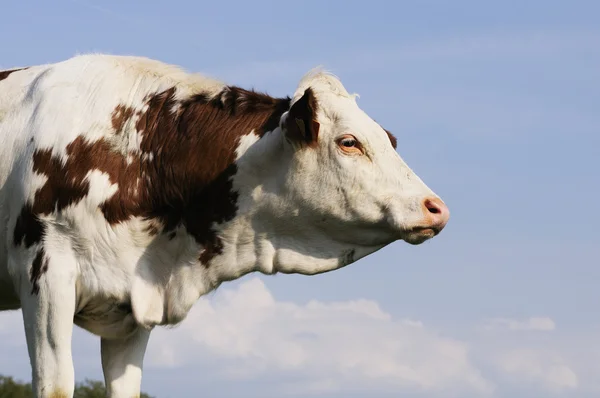 Mjölkko i betesmark — Stockfoto