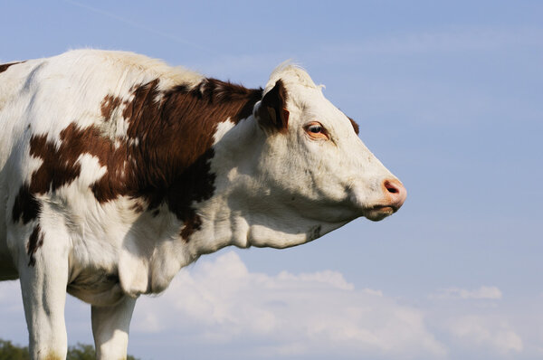 Dairy Cow in Pasture