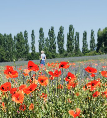 Walk in the fields of poppy and lavender clipart