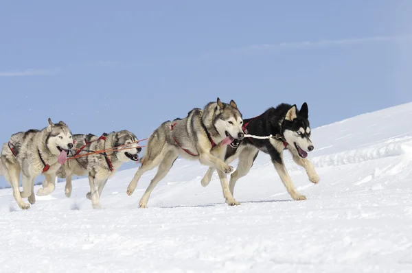 Cani sportivi in montagna — Foto Stock