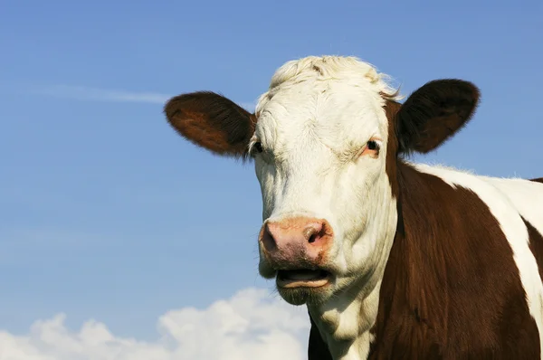 Arazide süt ineği — Stok fotoğraf