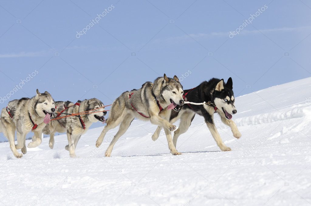 Sportive dogs in the mountain