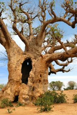 Baobabs in savanna. clipart