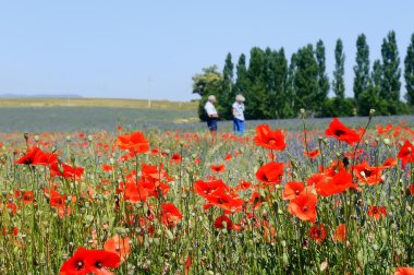 Walk in the fields of poppy and lavender clipart