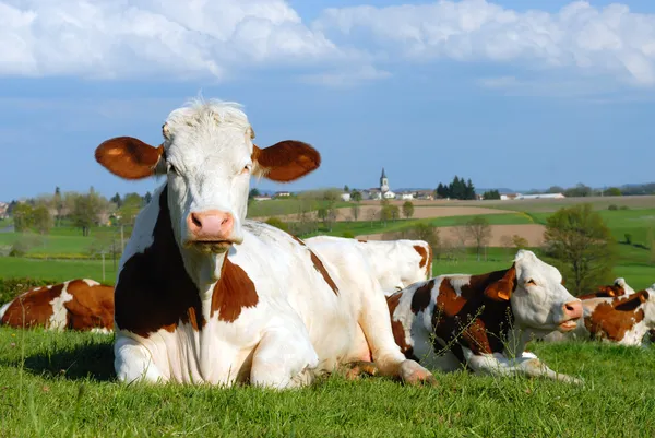 Krowa mleczna — Zdjęcie stockowe