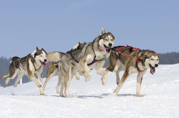Спортивные собаки в горах — стоковое фото