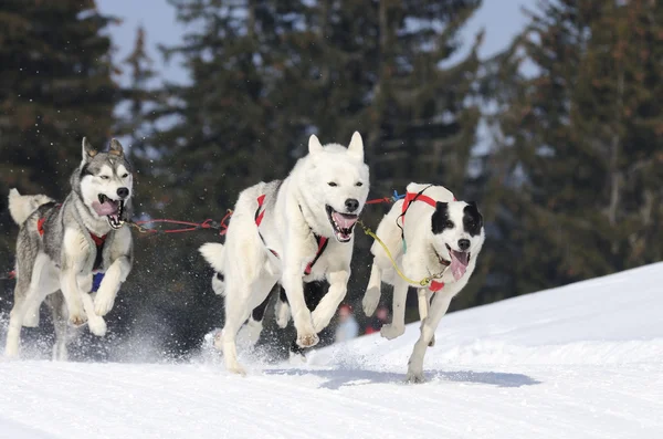 Sportig hund i berget — Stockfoto