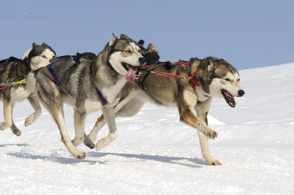 Спортивные собаки в горах — стоковое фото