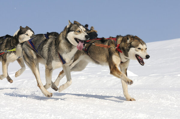 Спортивные собаки в горах
