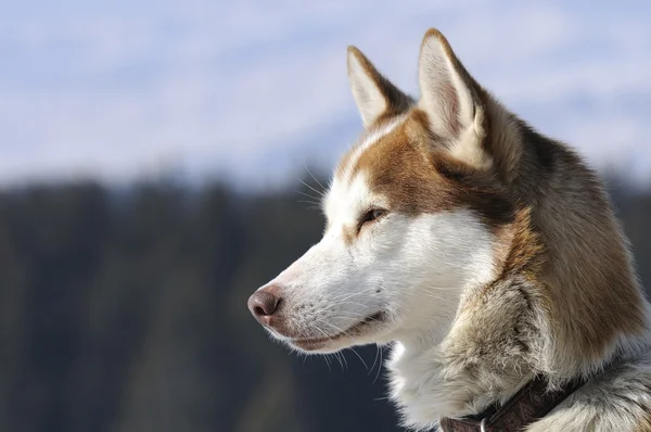 Husky cão alasca — Fotografia de Stock
