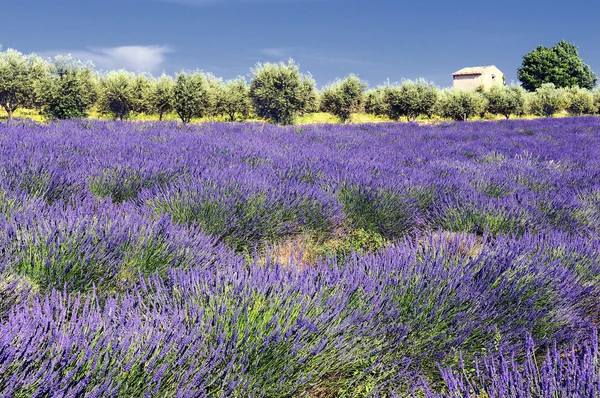 Lavender in the landscape Royalty Free Stock Photos