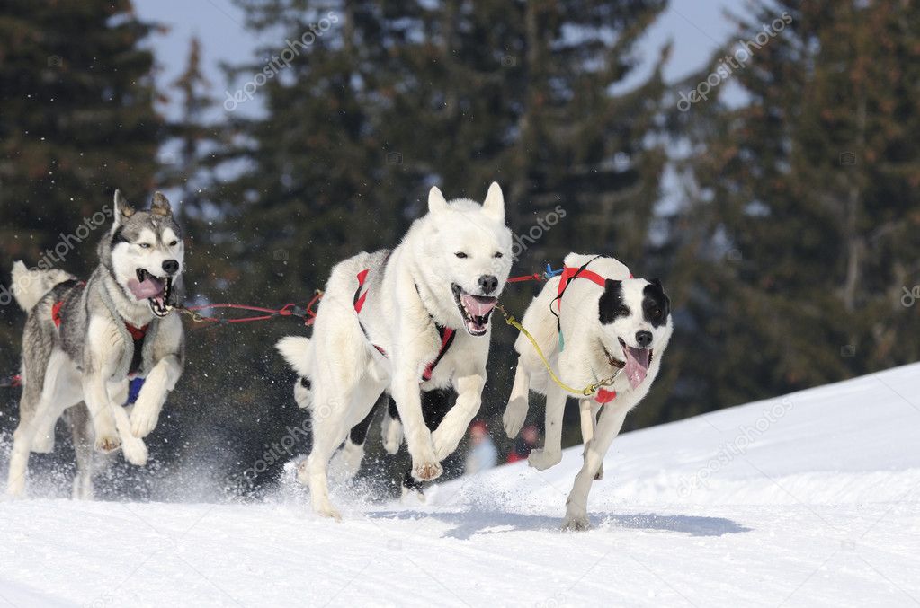 Sportive dogs in the mountain