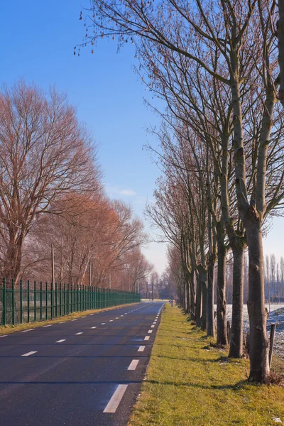 Country Road with Trees — Stock Photo, Image