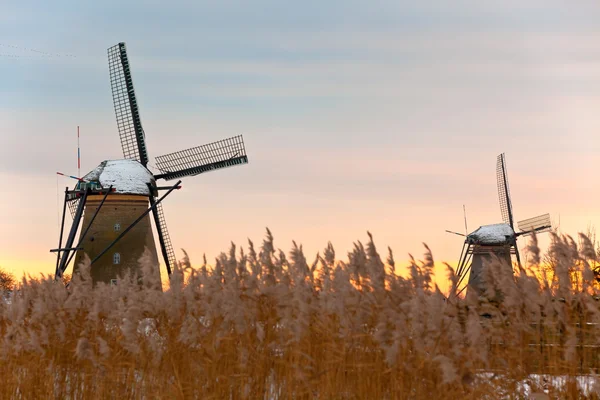 Windmills in Kinderdijk at winter sunset — Stock Photo, Image