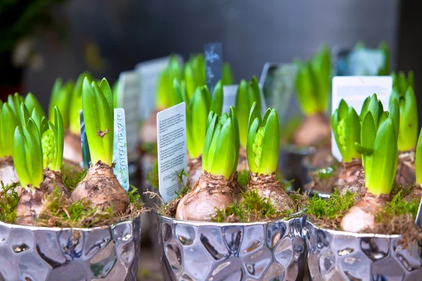 Growing Hyacinths — Stock Photo, Image