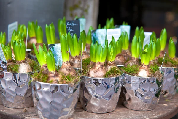 Growing Hyacinths in a decorative pots — Stock Photo, Image