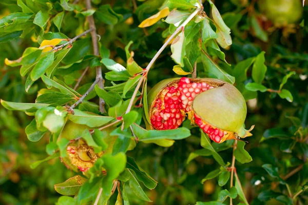Ripe red shaken pomegranate — Stock Photo, Image