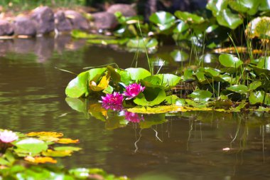 Lily Pond clipart