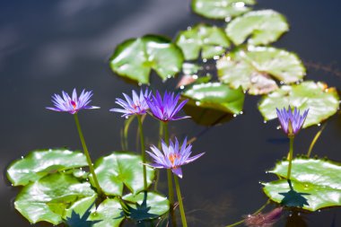 Lily pond