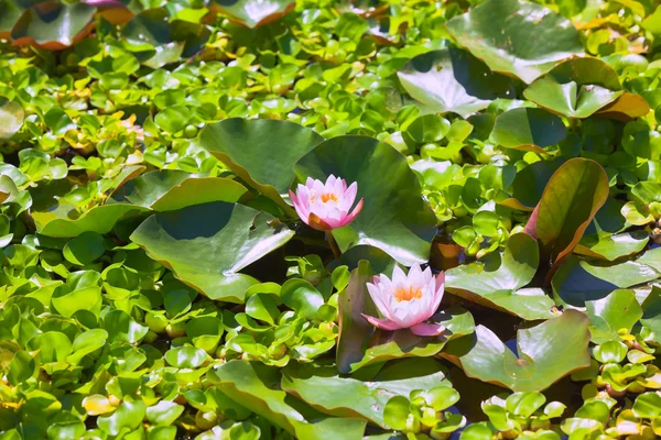 Aşırı büyümüş lily pond — Stok fotoğraf