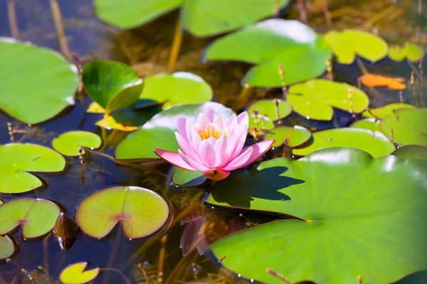 Lily pond — Stock Fotó