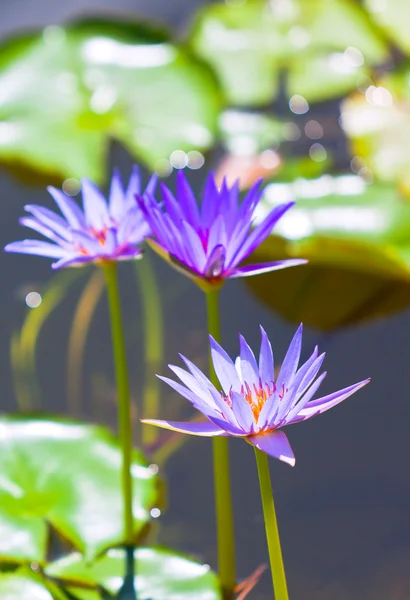 Lily pond — Stock Fotó